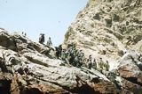 Pinginos en Paracas