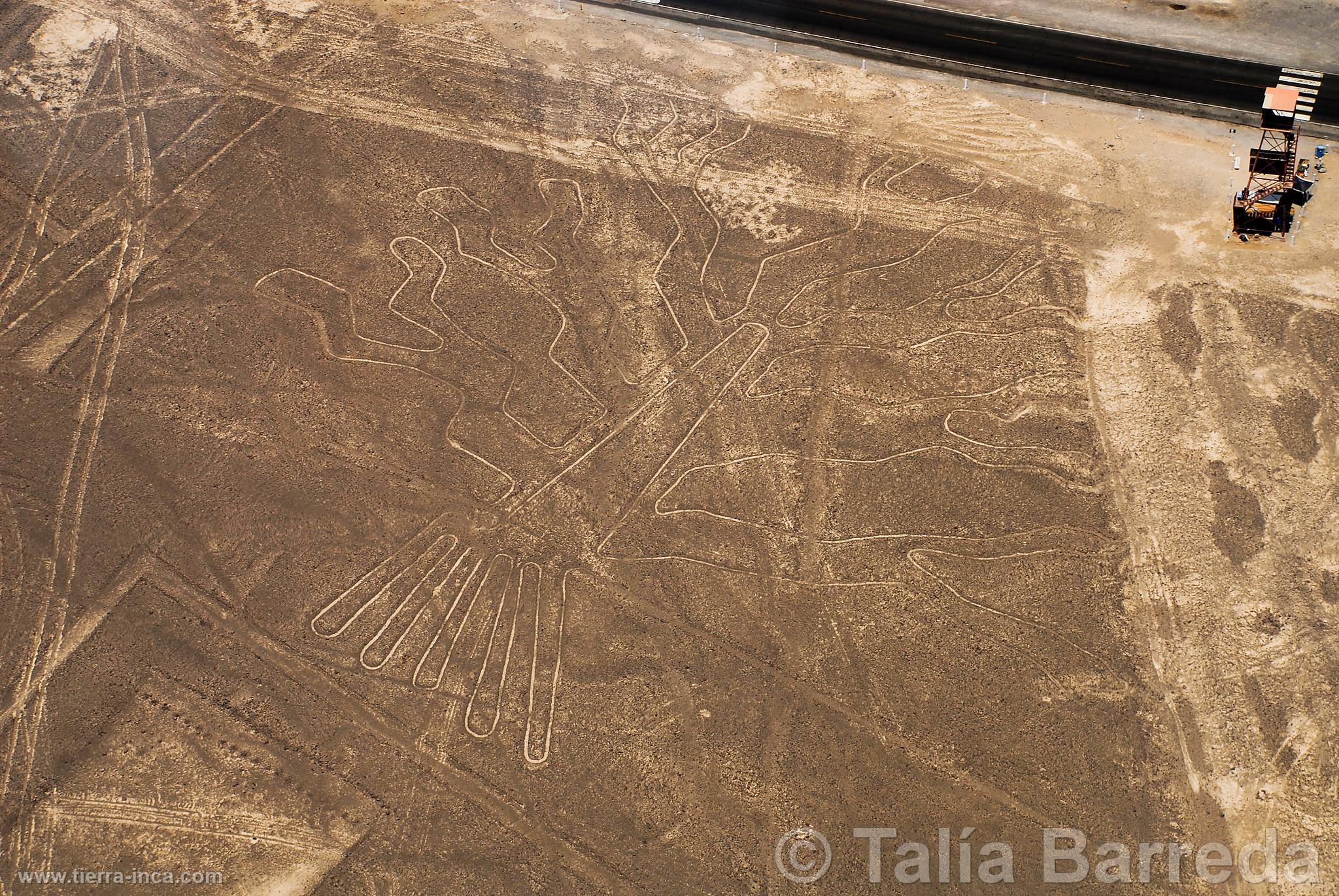 Lneas de Nazca