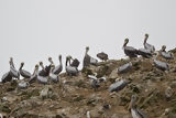 Pelcanos en Paracas