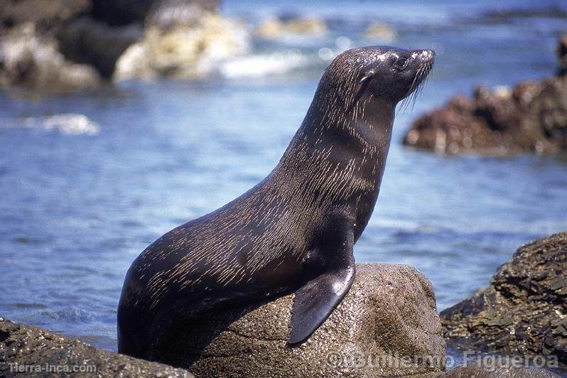 Lobo de mar, Paracas