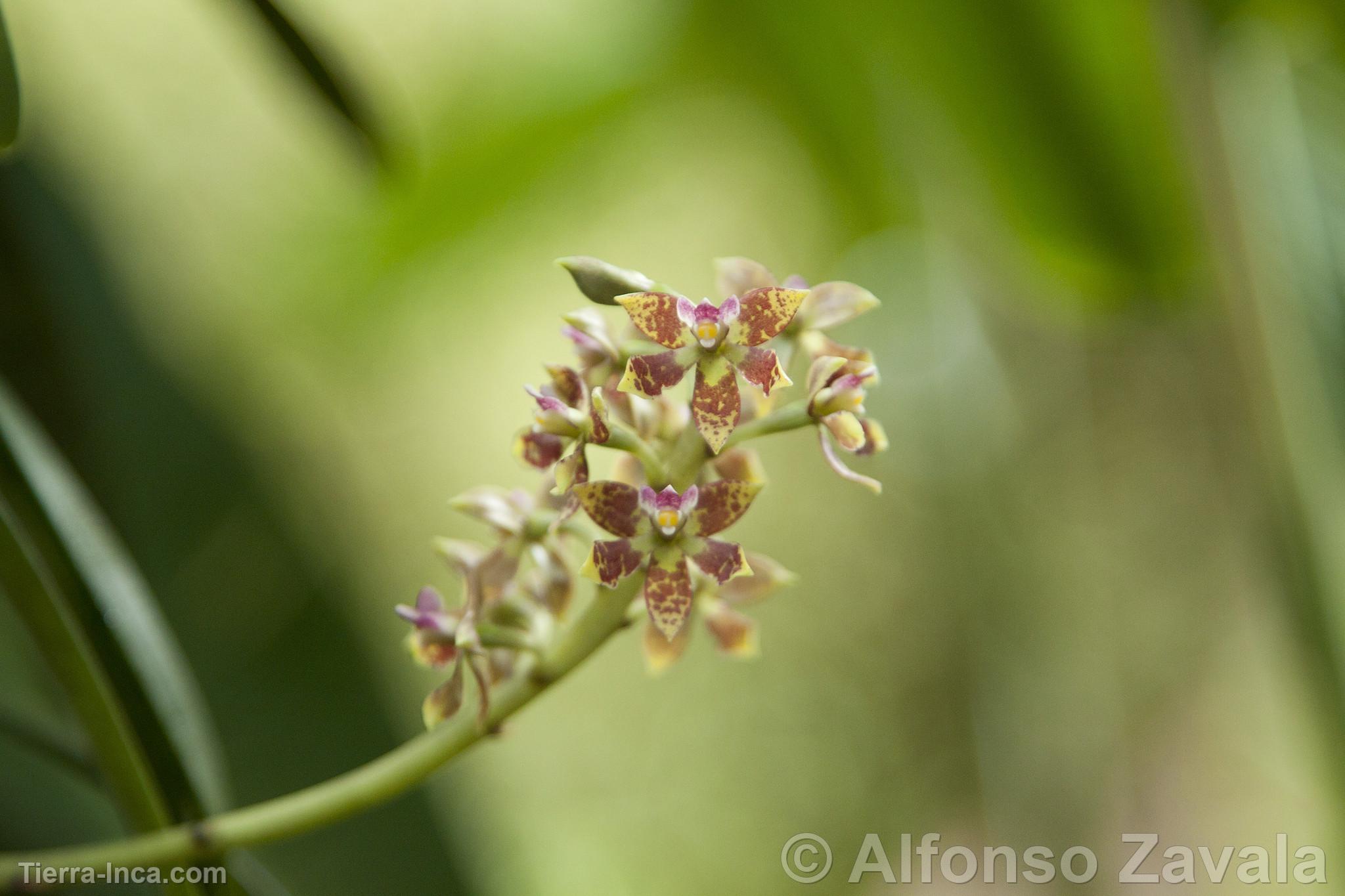 Orqudea en Machu Picchu