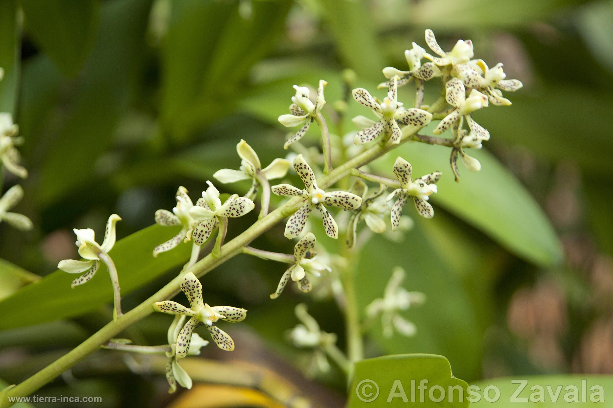 Orqudea en Machu Picchu