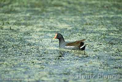 Polla de Agua, lagunas de Meja