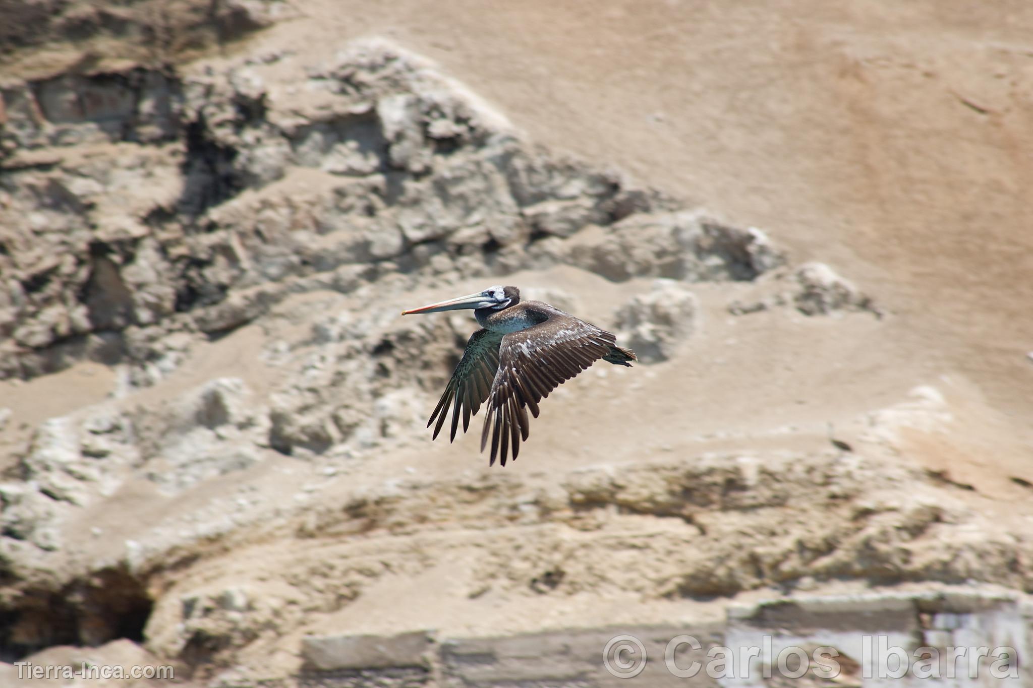 Pelcano en las Islas Palomino, Callao