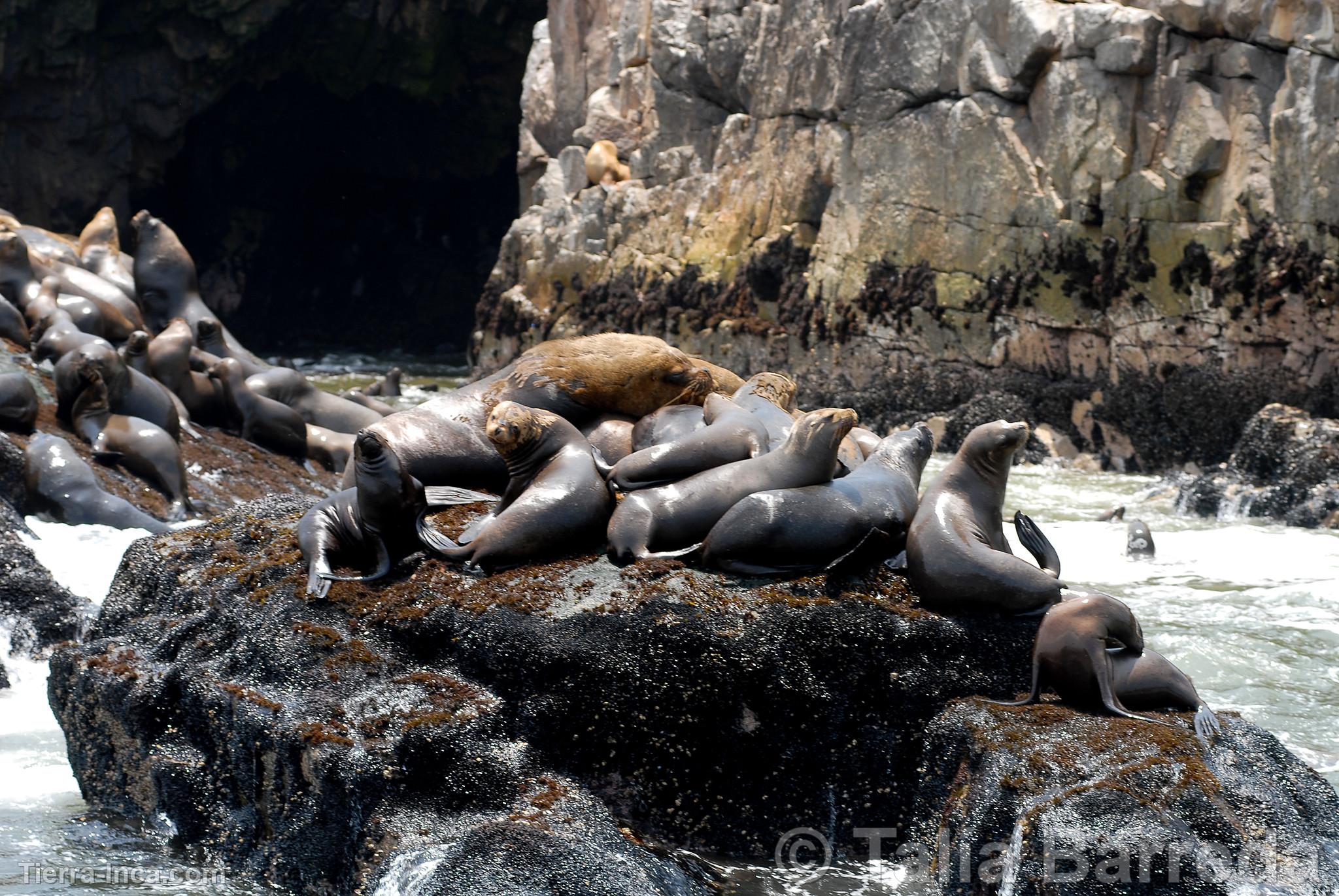 Islas Palomino, Callao