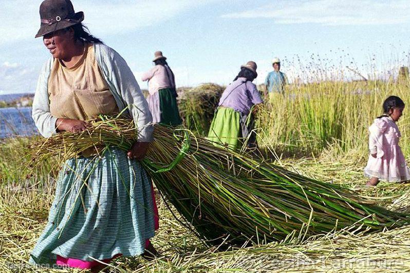 Recoleccin de totora, Uros