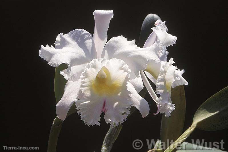 Cattleya hbrida