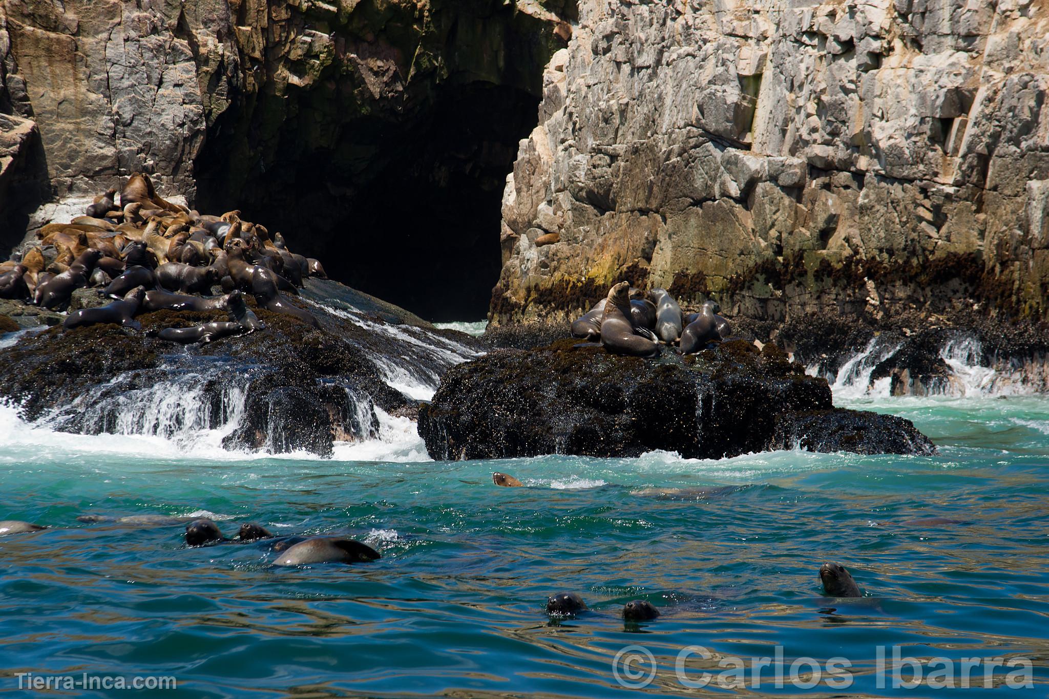 Lobos marinos en las Islas Palomino, Callao