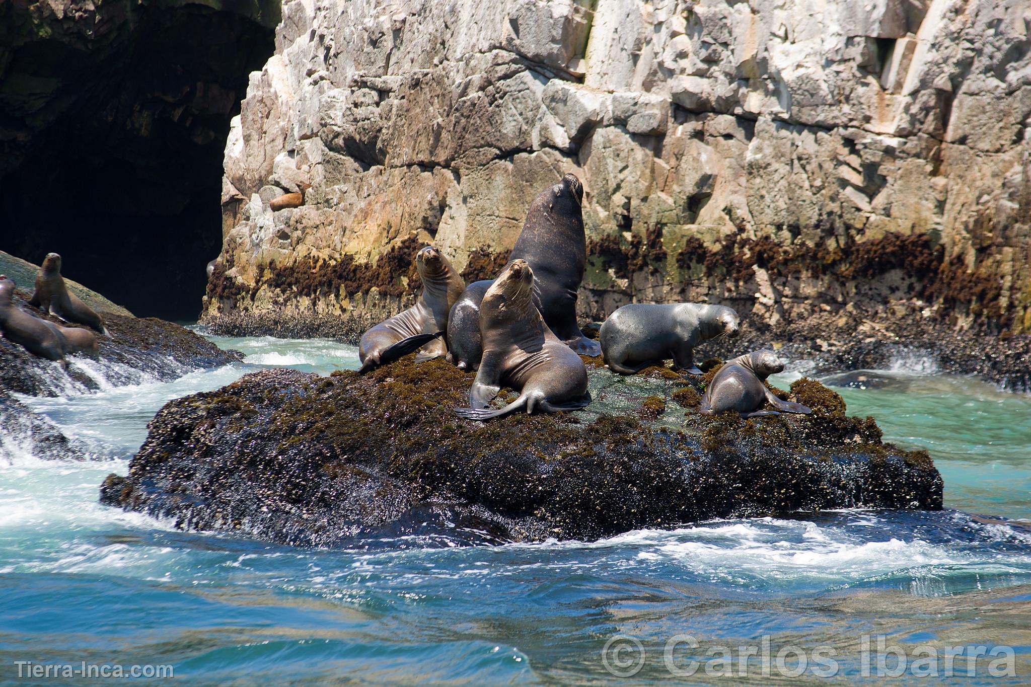 Lobos marinos en las Islas Palomino, Callao