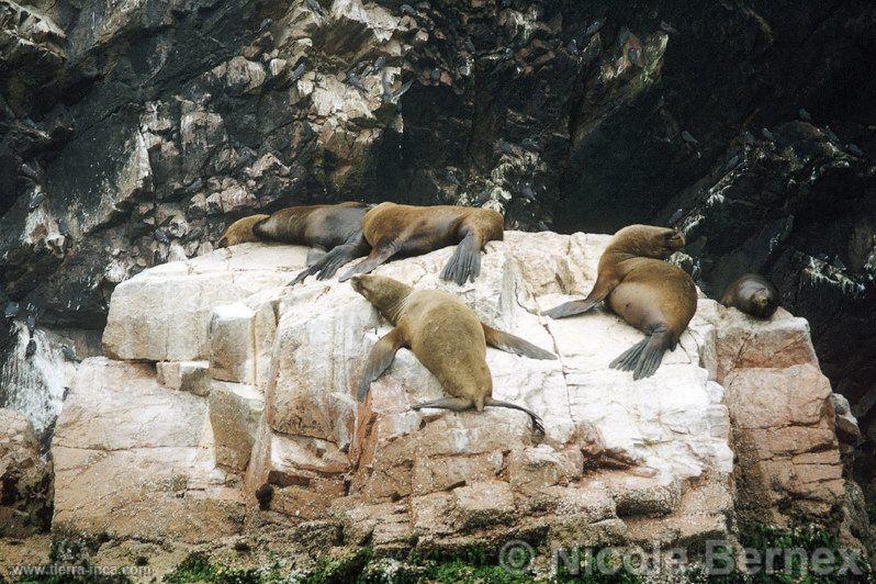 Lobos de mar en Paracas