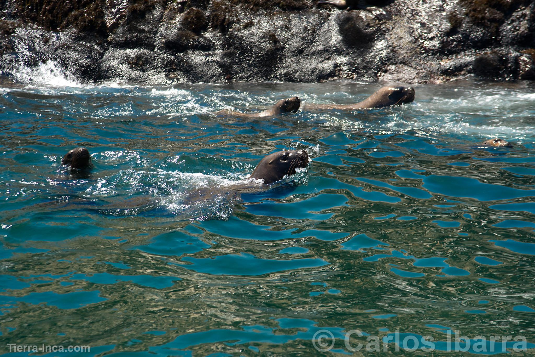 Lobos marinos en las Islas Palomino, Callao