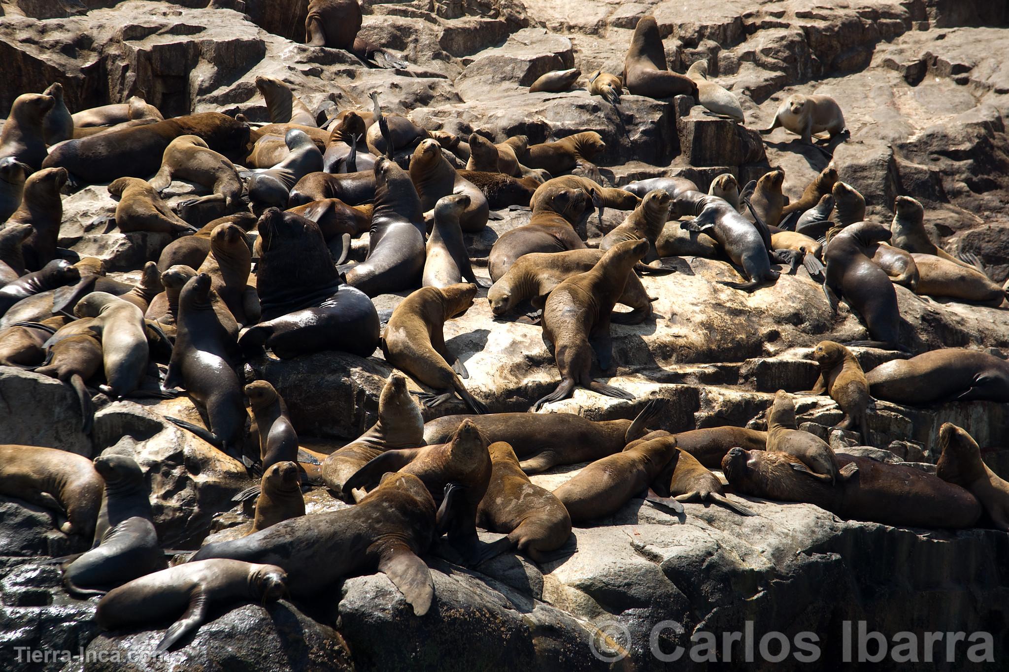 Lobos marinos chuscos