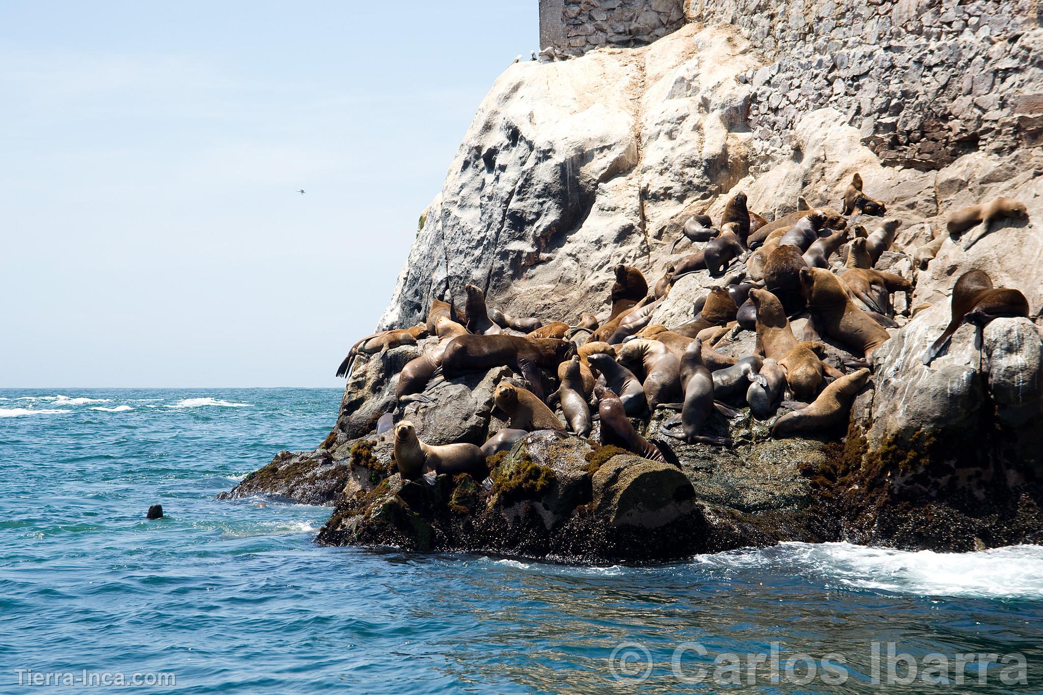 Lobos marinos chuscos