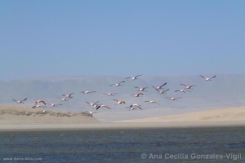 Flamencos, Paracas