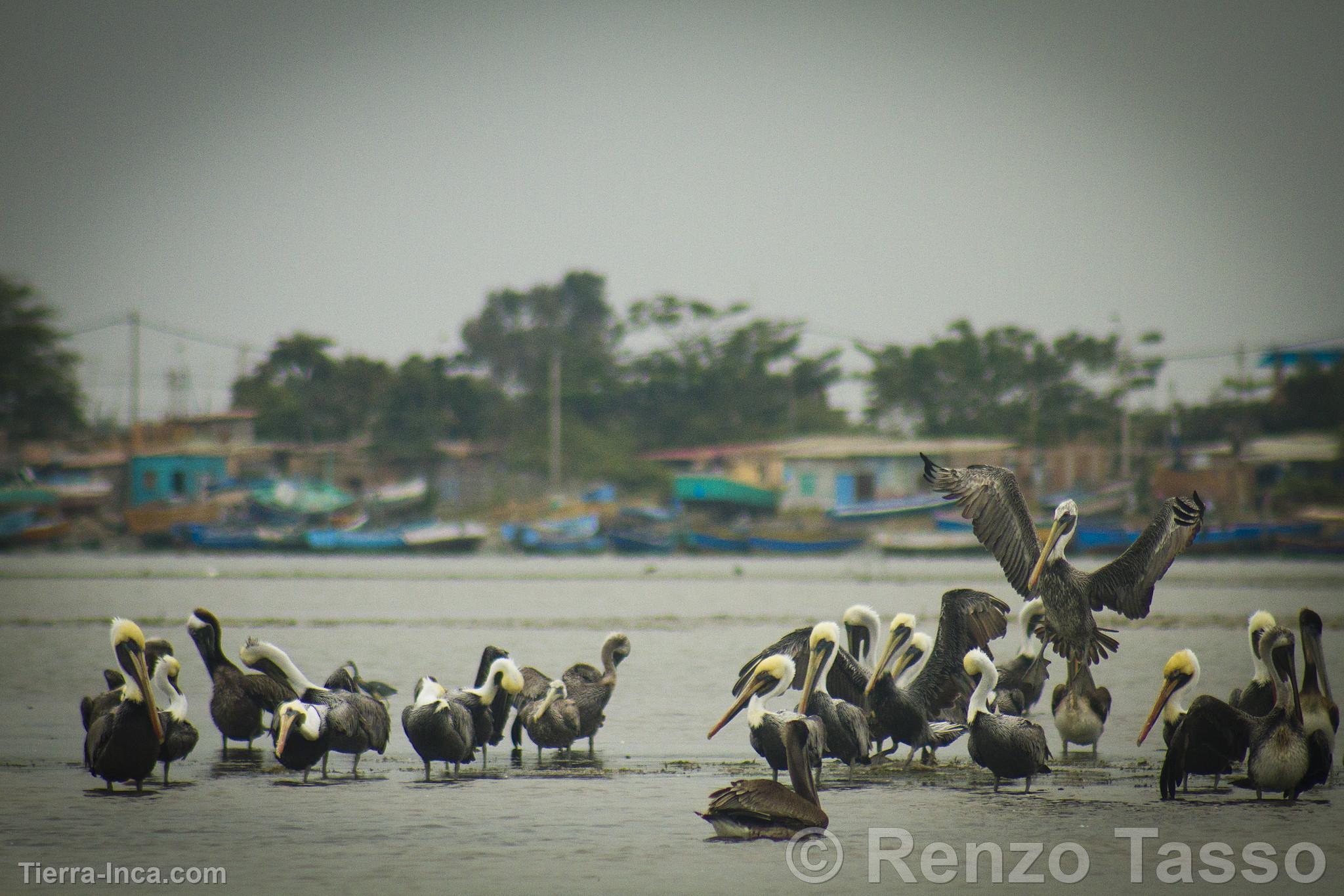 Manglares de Puerto Pizarro