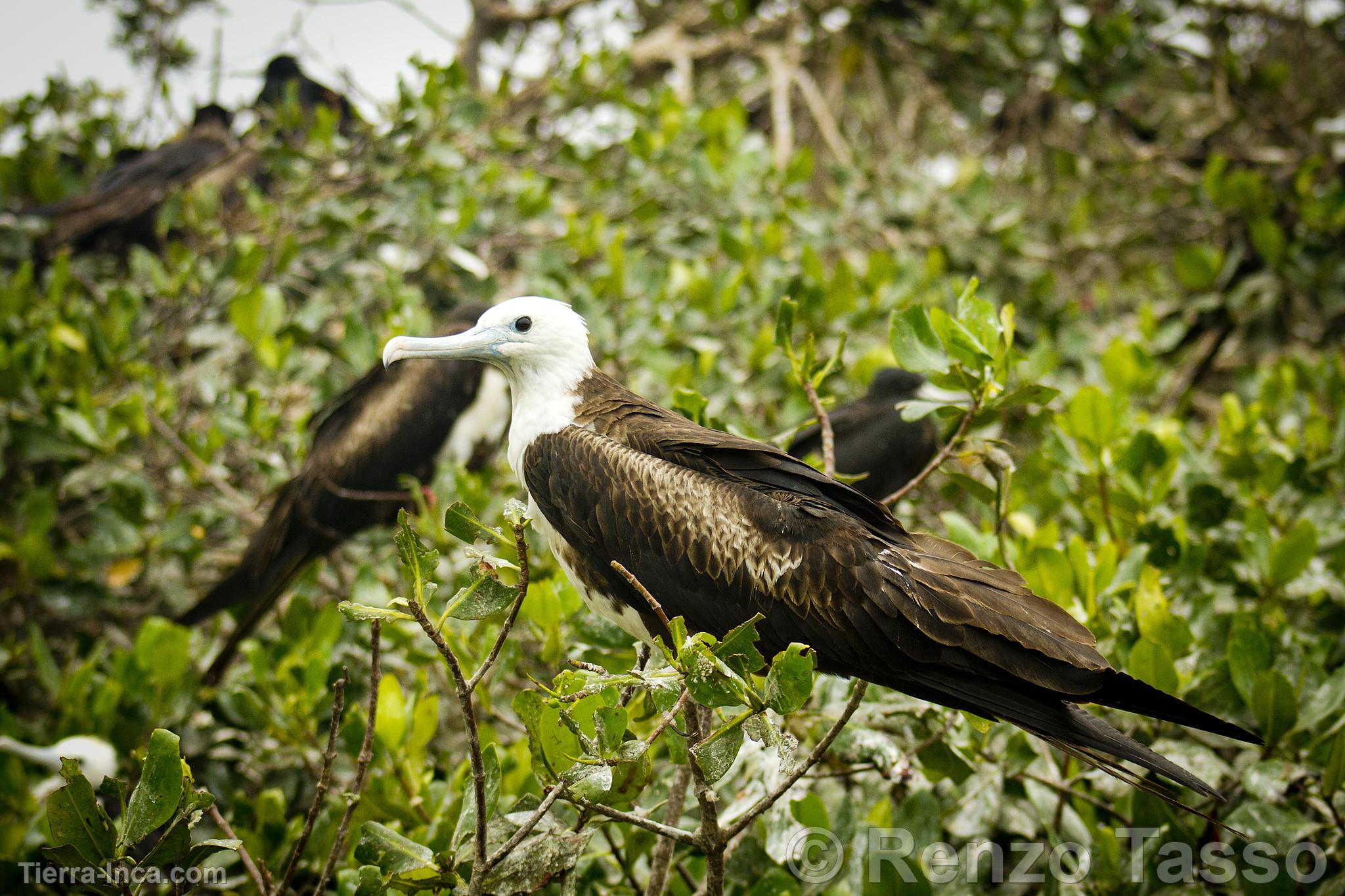 Manglares de Puerto Pizarro