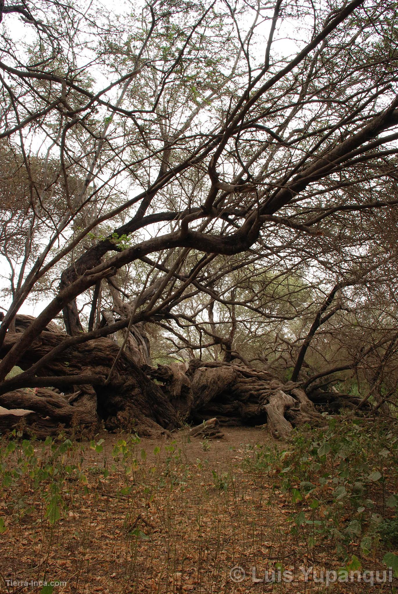 Bosque de Pómac