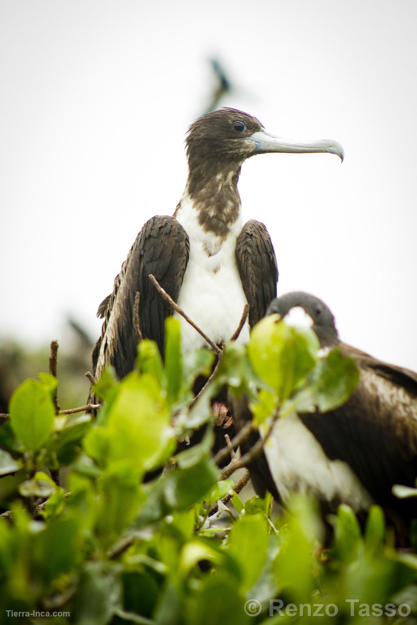 Manglares de Puerto Pizarro