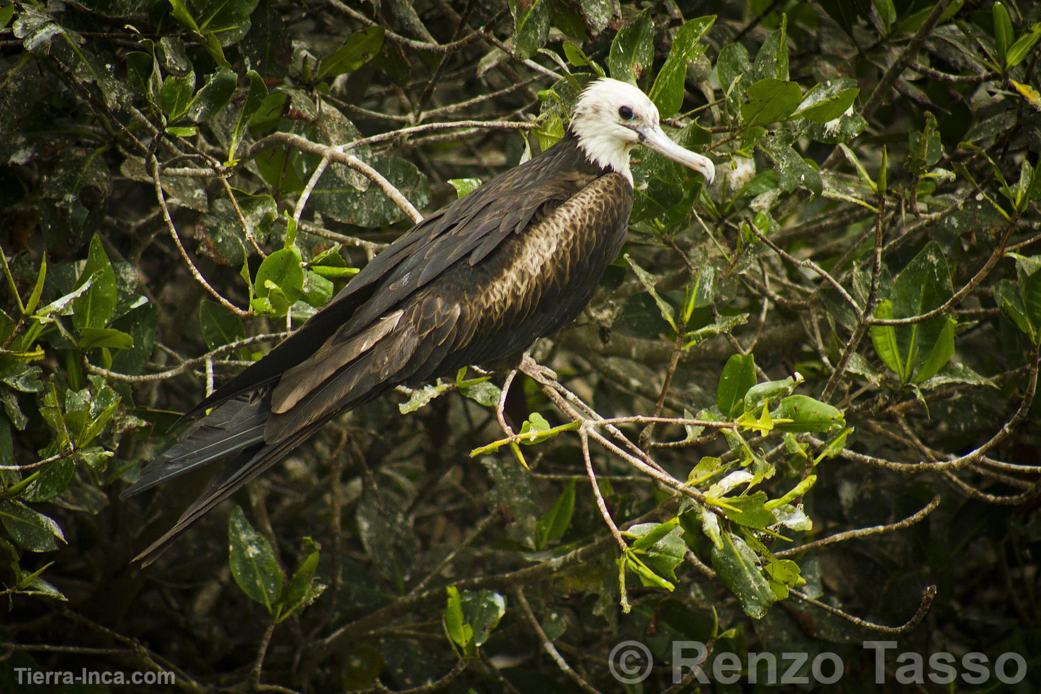 Manglares de Puerto Pizarro