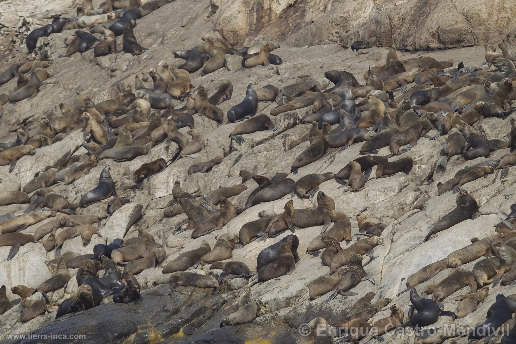 Lobos de mar en la isla de Asia