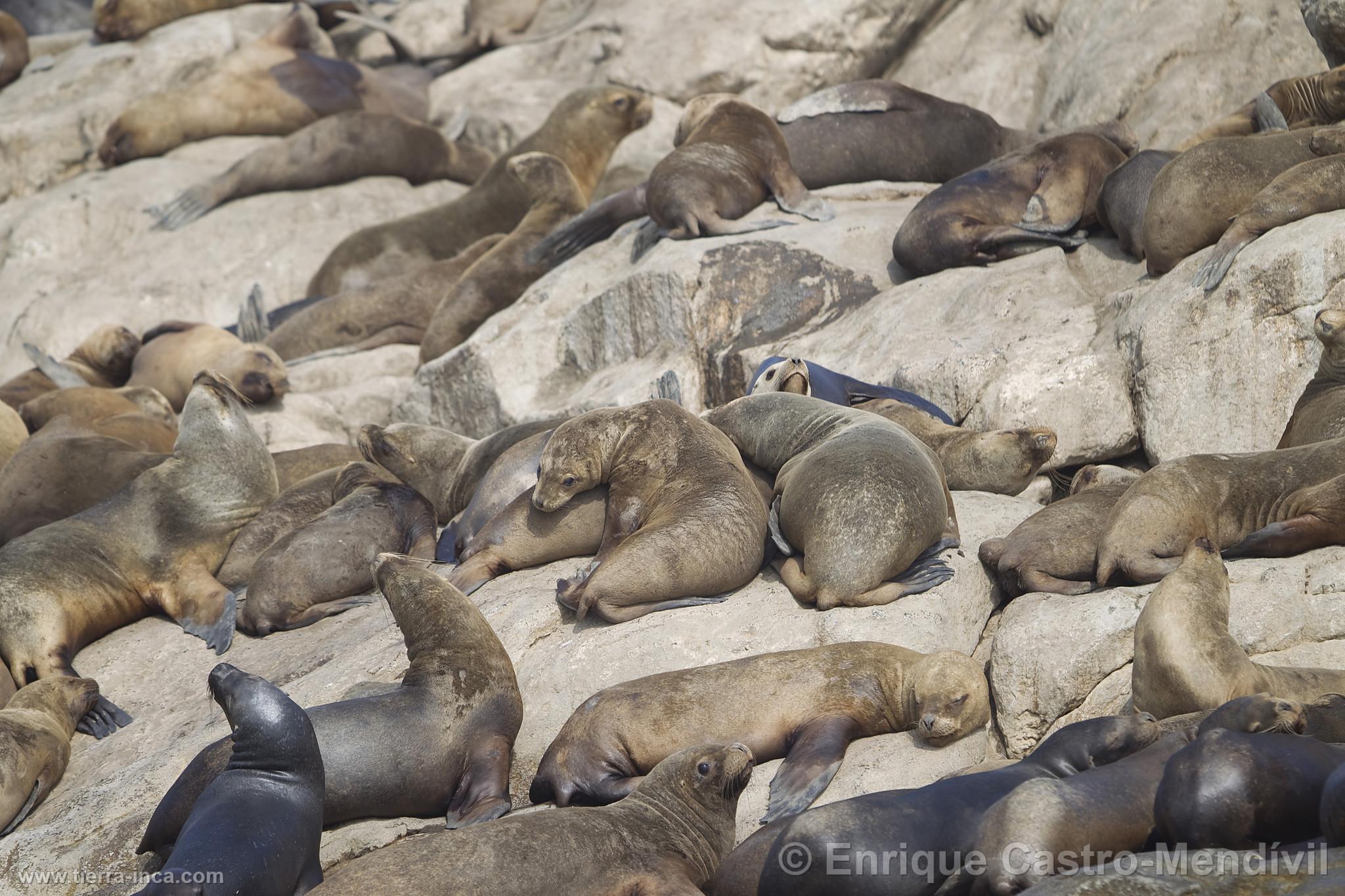 Lobos de mar en la isla de Asia