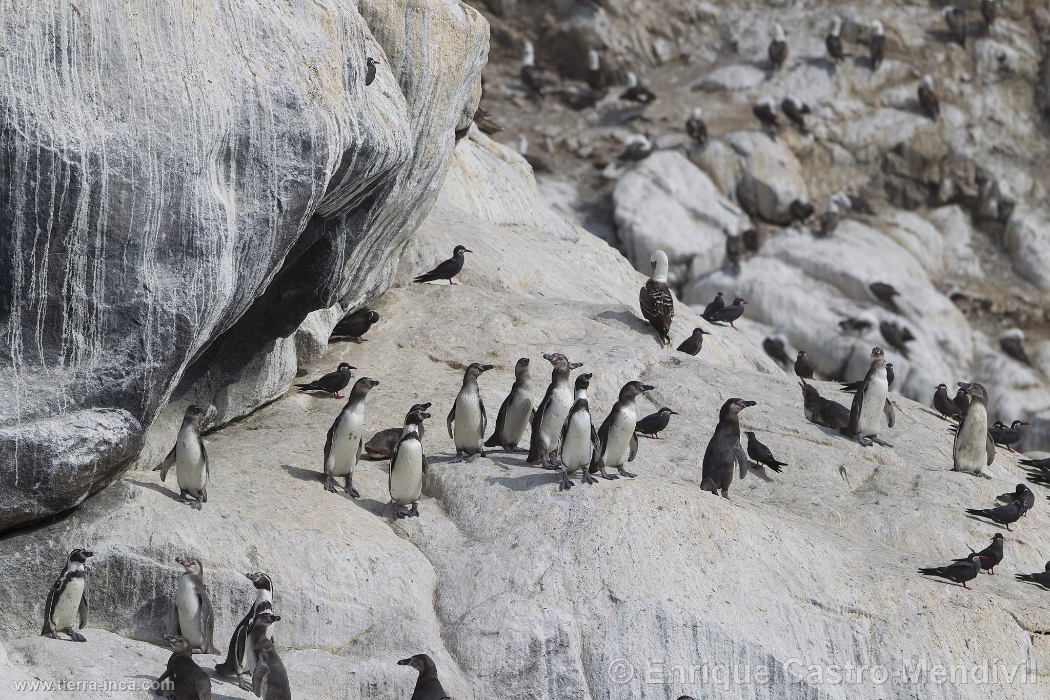 Pinginos de Humbolt en la isla de Asia