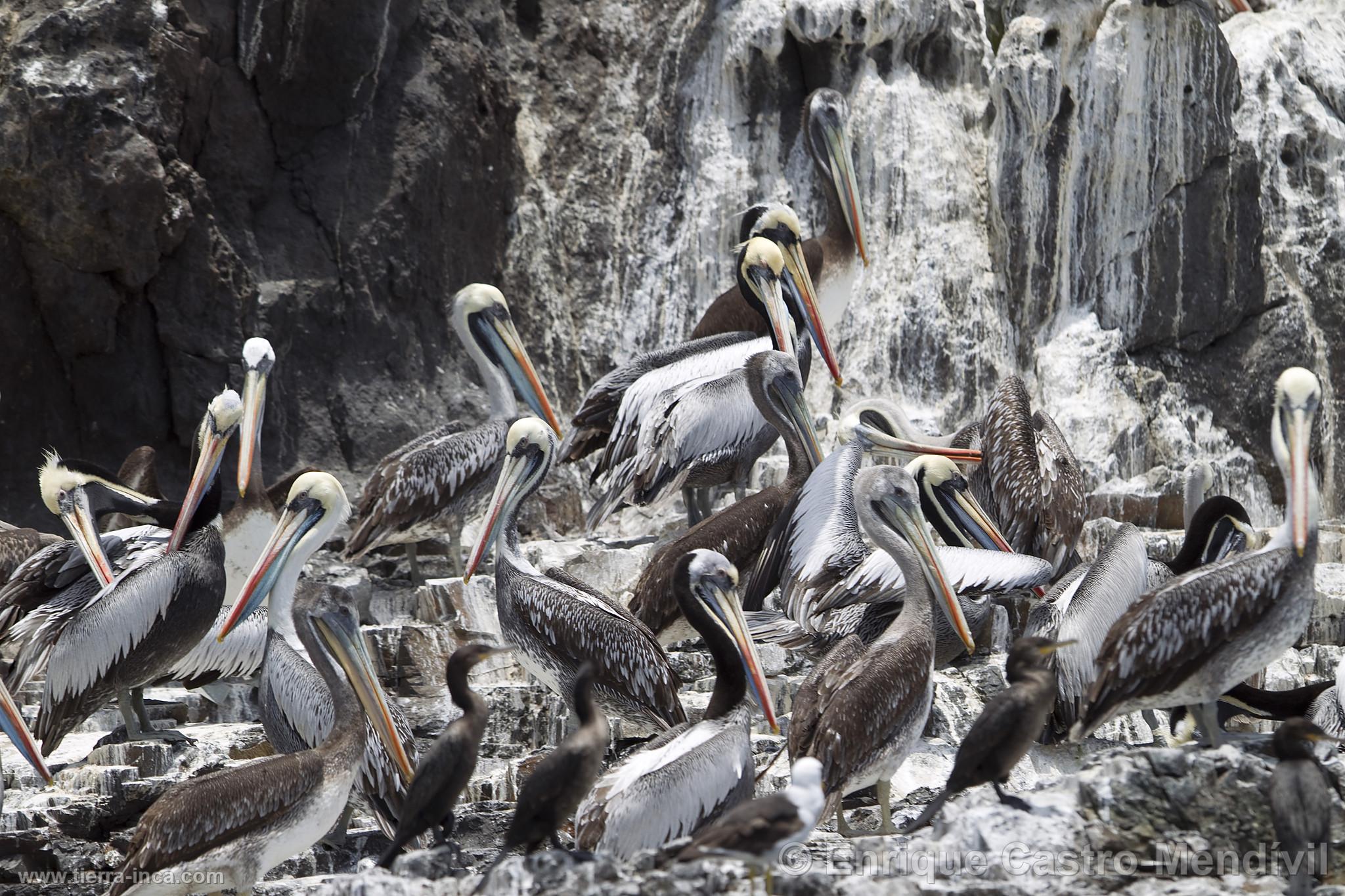 Pelcanos en la isla de Asia