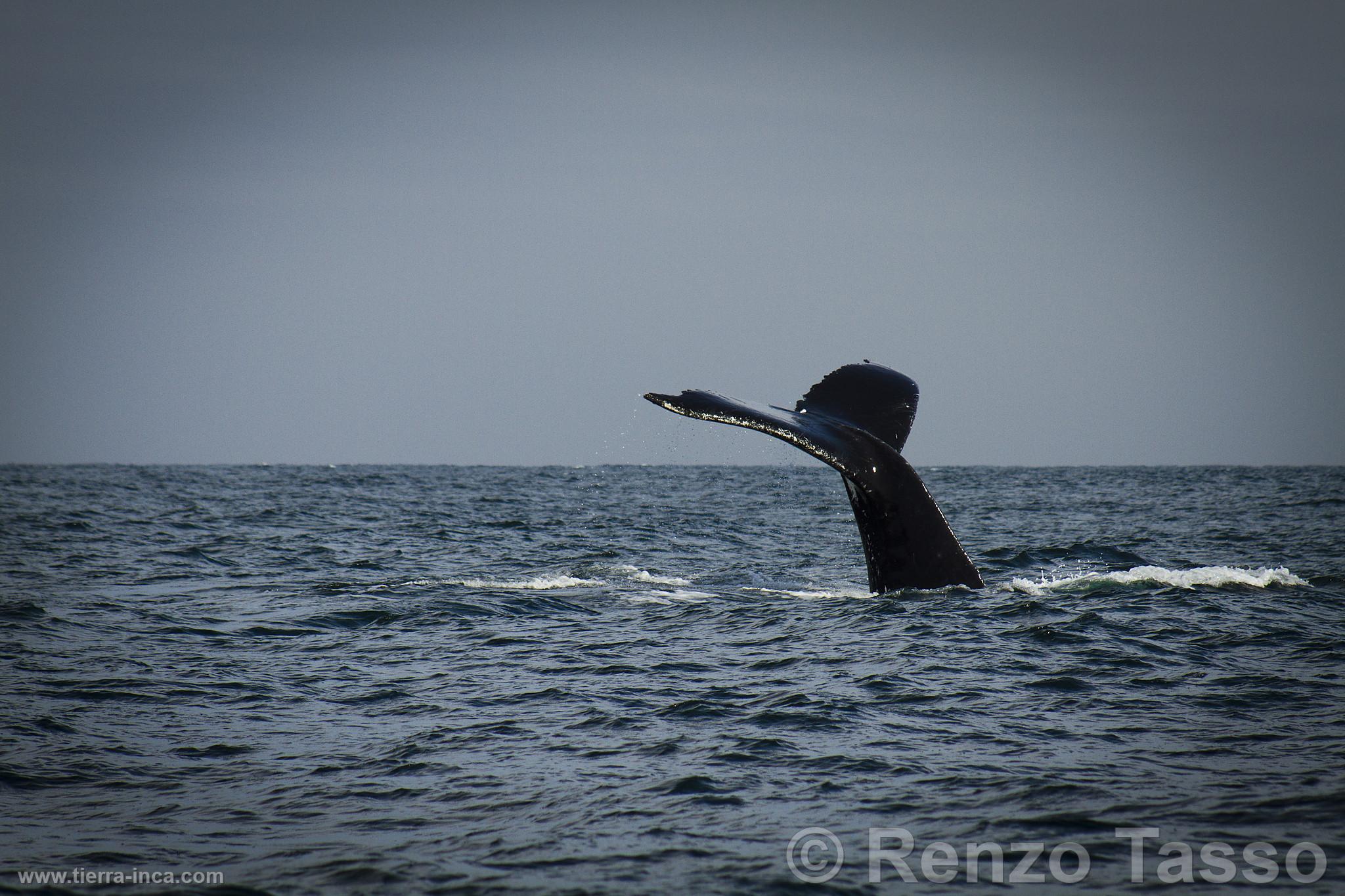 Avistamiento de ballenas