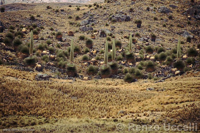 Bosque de puyas Raimondi