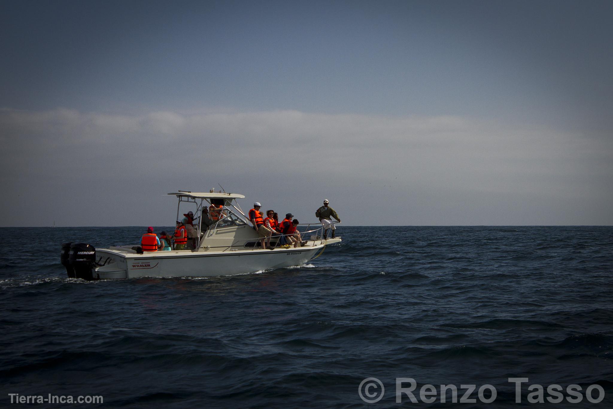 Avistamiento de ballenas