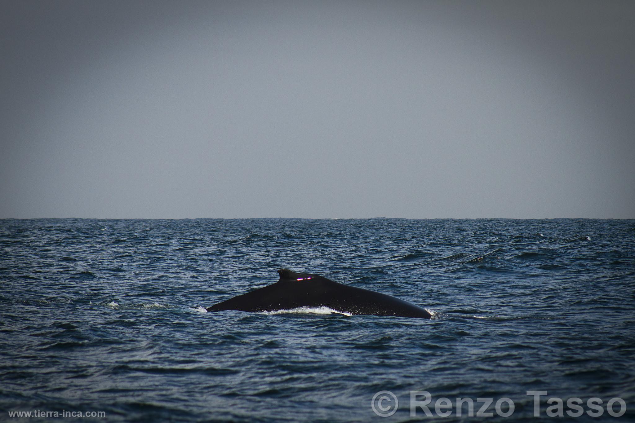 Avistamiento de ballenas