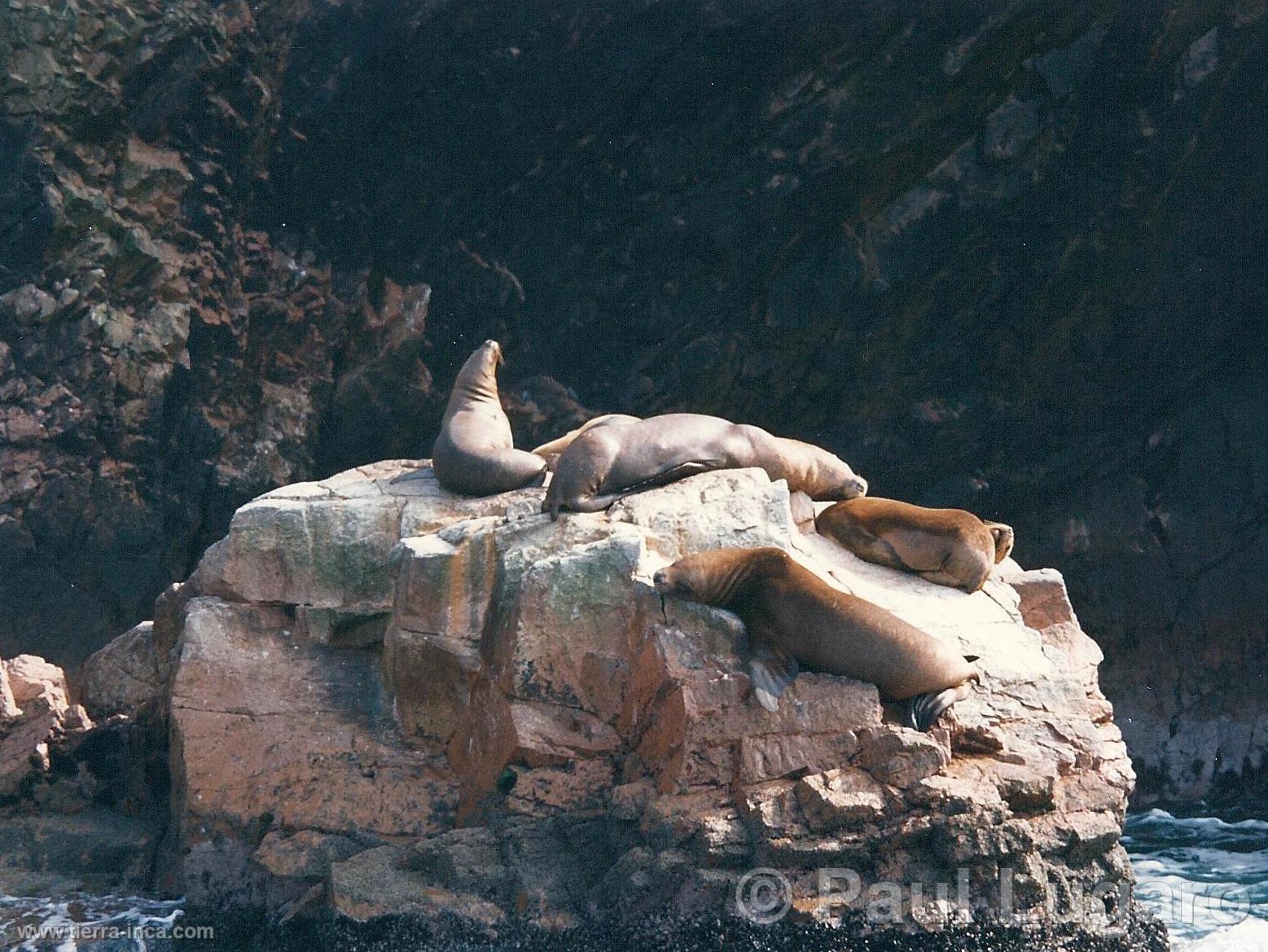 Islas Ballestas, Paracas