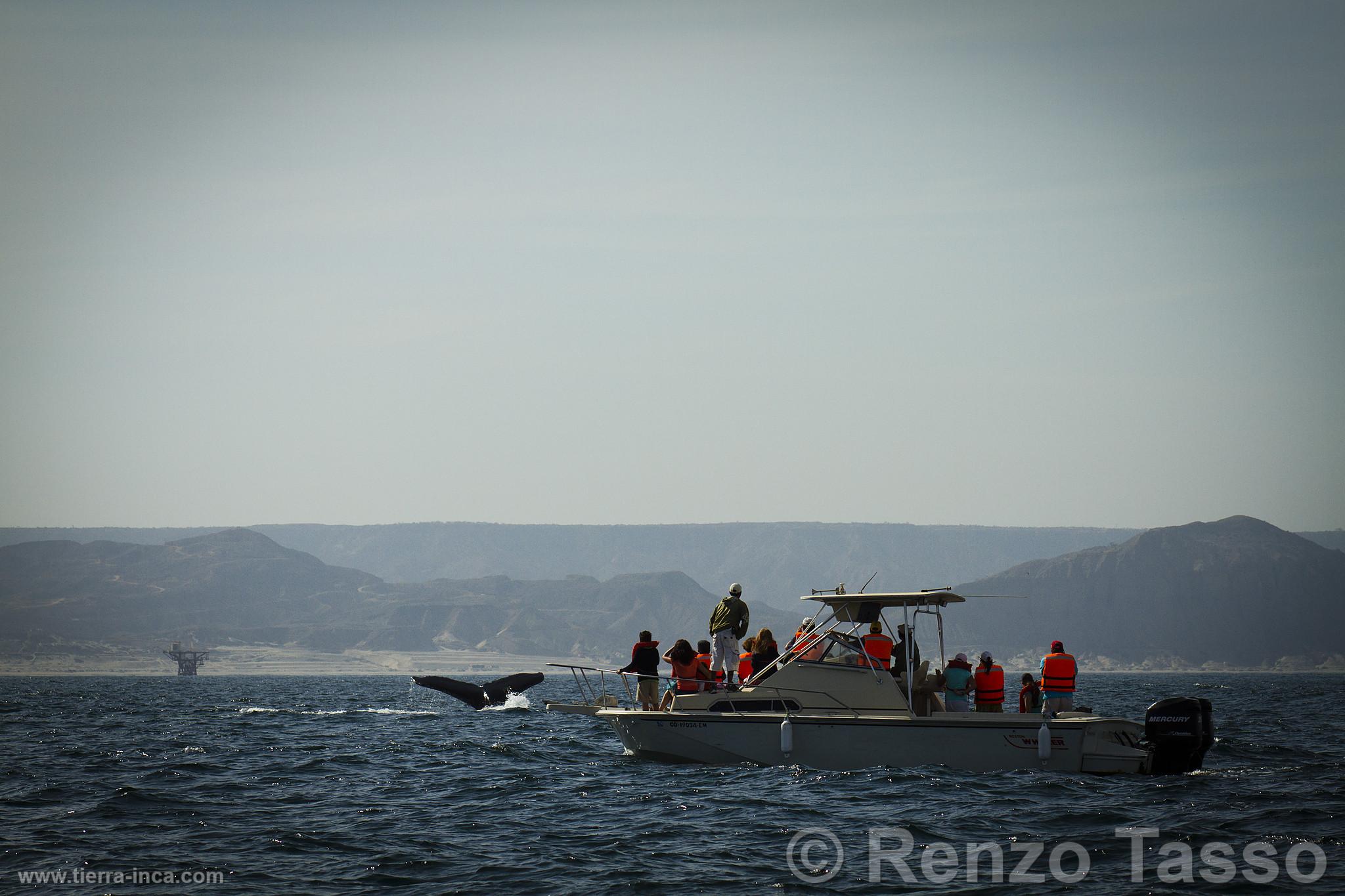 Avistamiento de ballenas