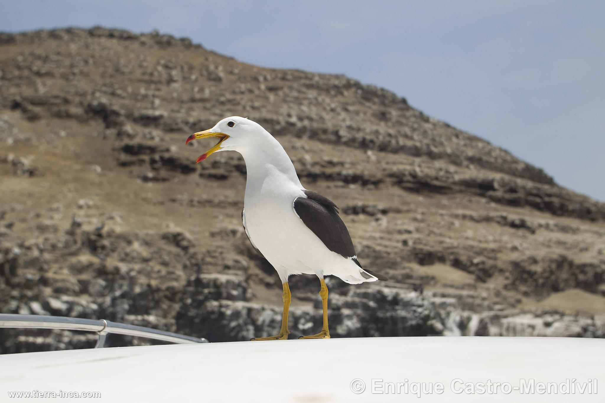 Gaviota en el baneario de Pucusana