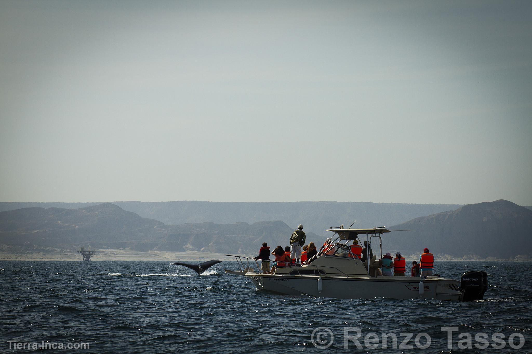 Avistamiento de ballenas