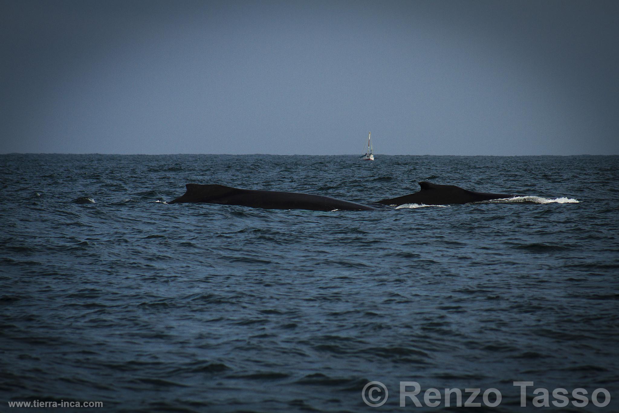 Avistamiento de ballenas