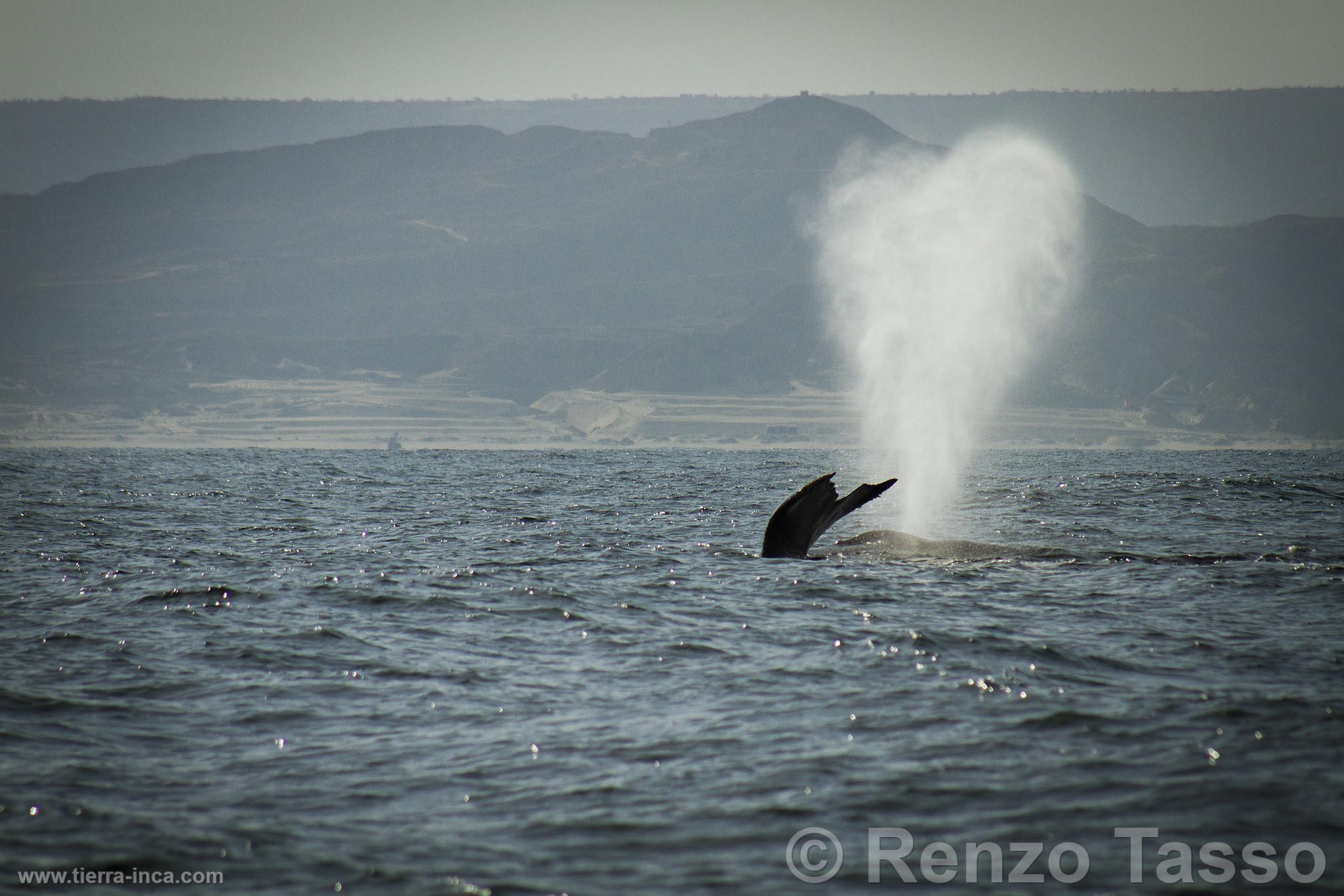 Avistamiento de ballenas