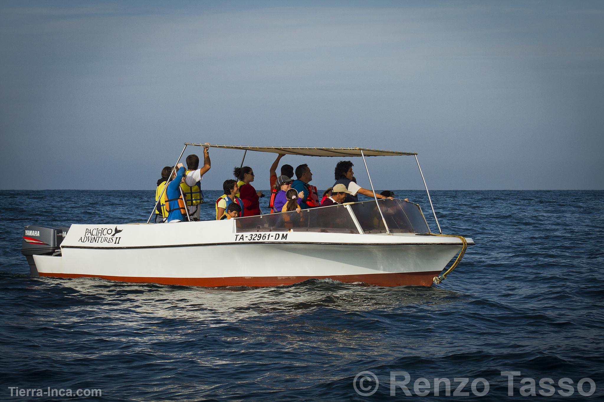 Avistamiento de ballenas