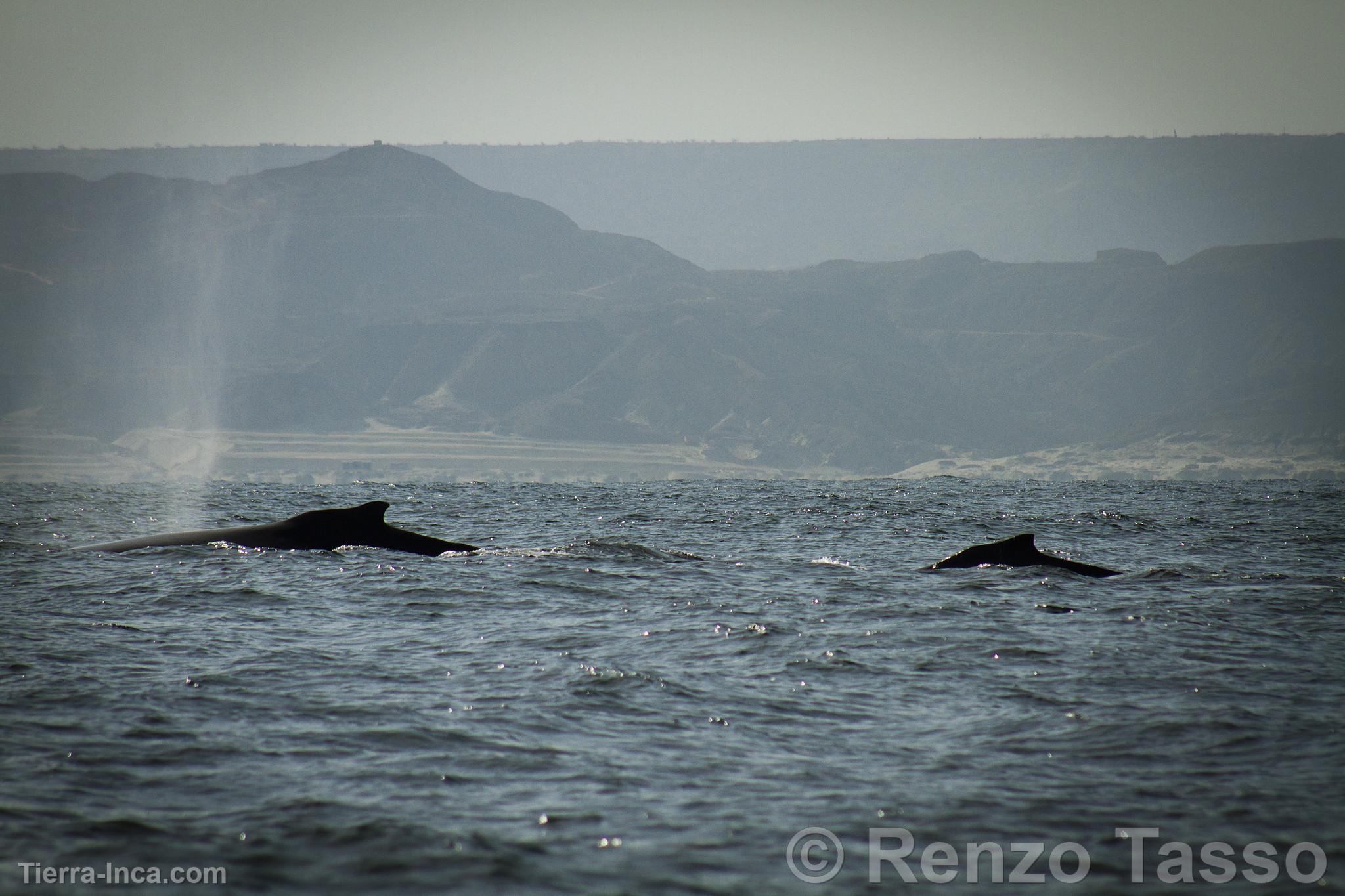 Avistamiento de ballenas