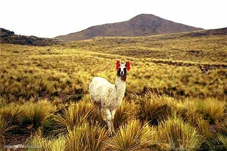 Llama, Colca