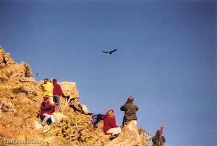 Vuelo del cndor, Colca