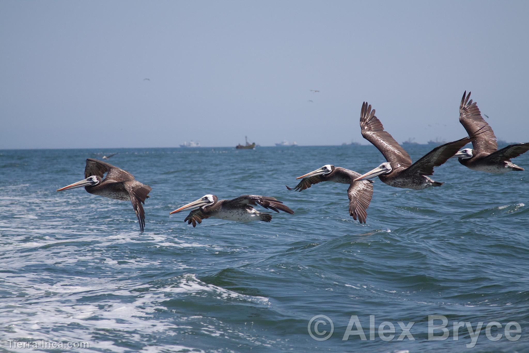 Pelcanos en la Reserva Nacional Paracas