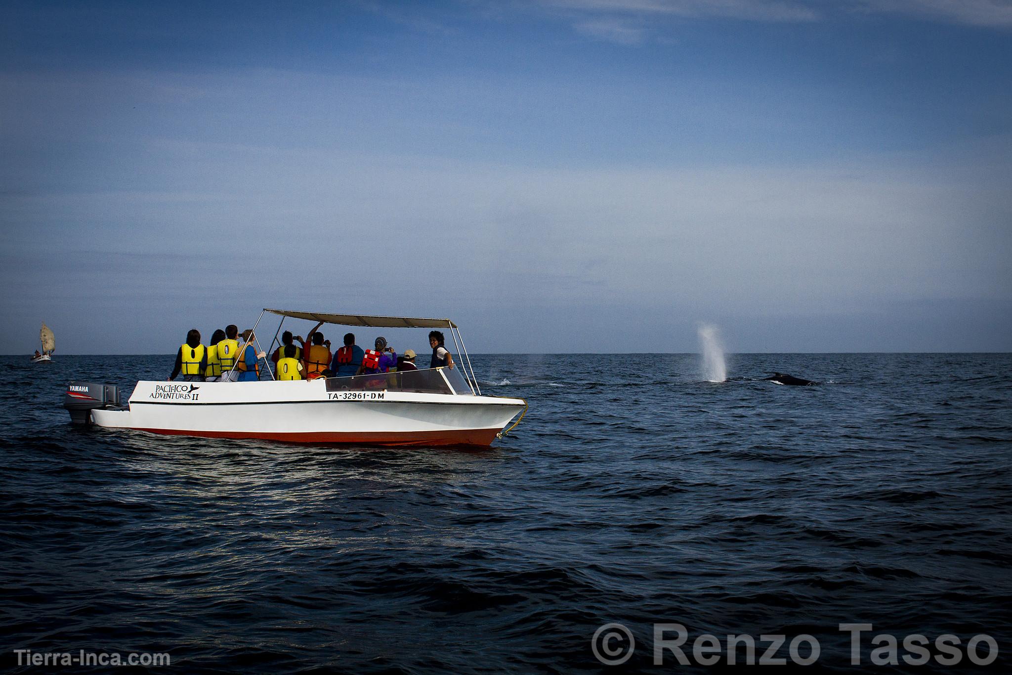 Avistamiento de ballenas