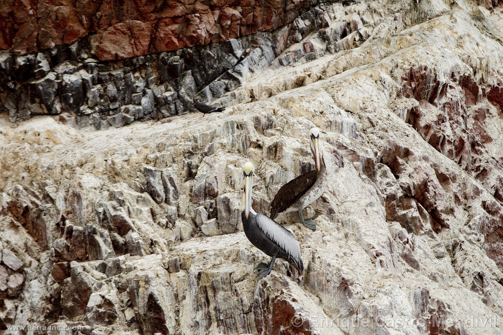 Pelcanos en Paracas