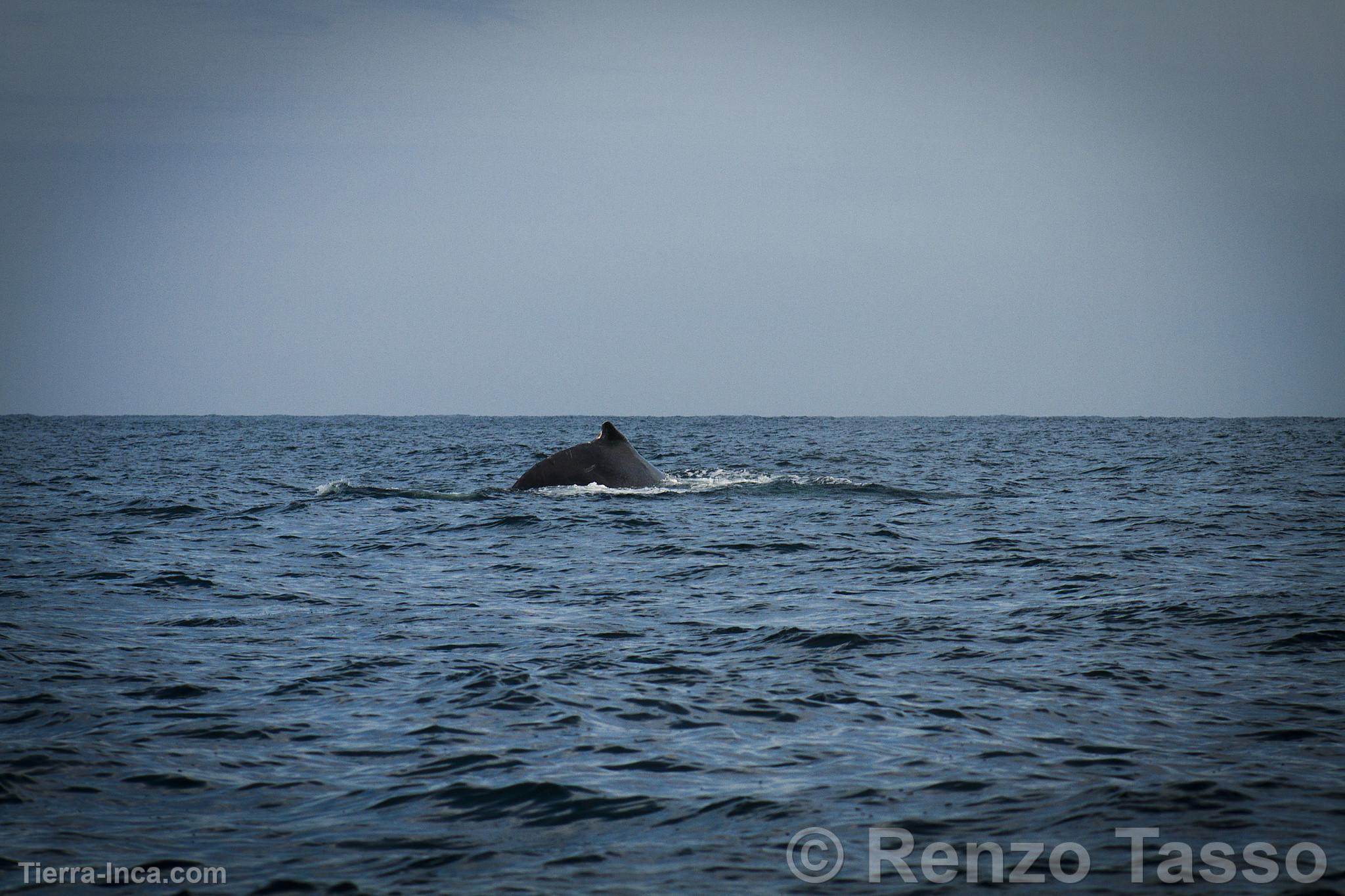 Avistamiento de ballenas