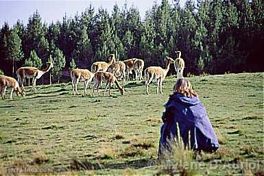 Vicuñas en la Granja Porcón