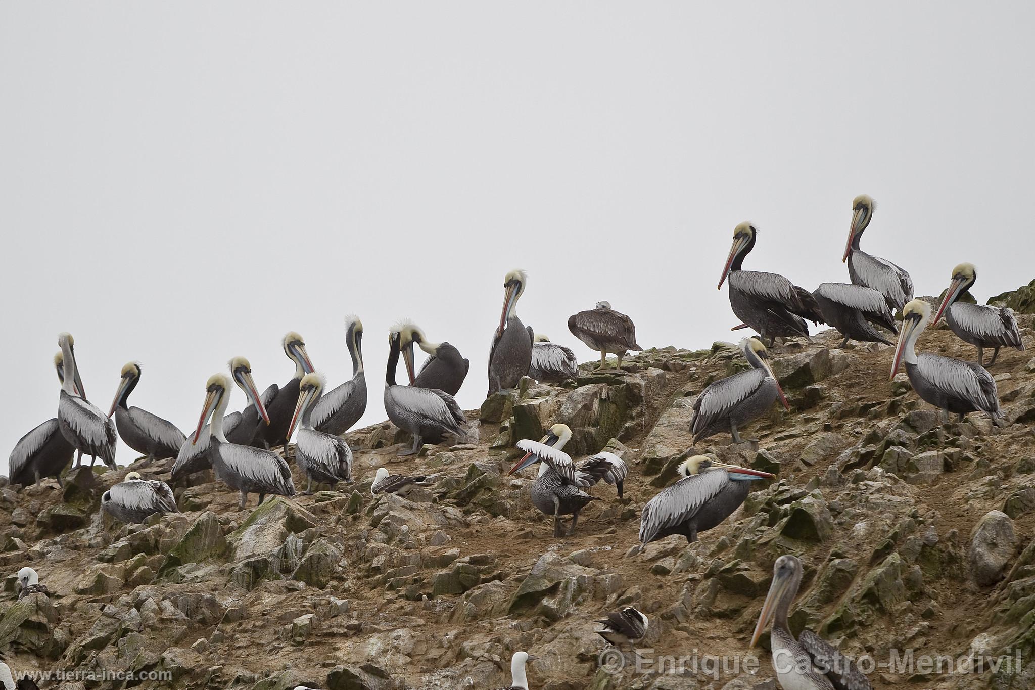 Pelcanos en Paracas