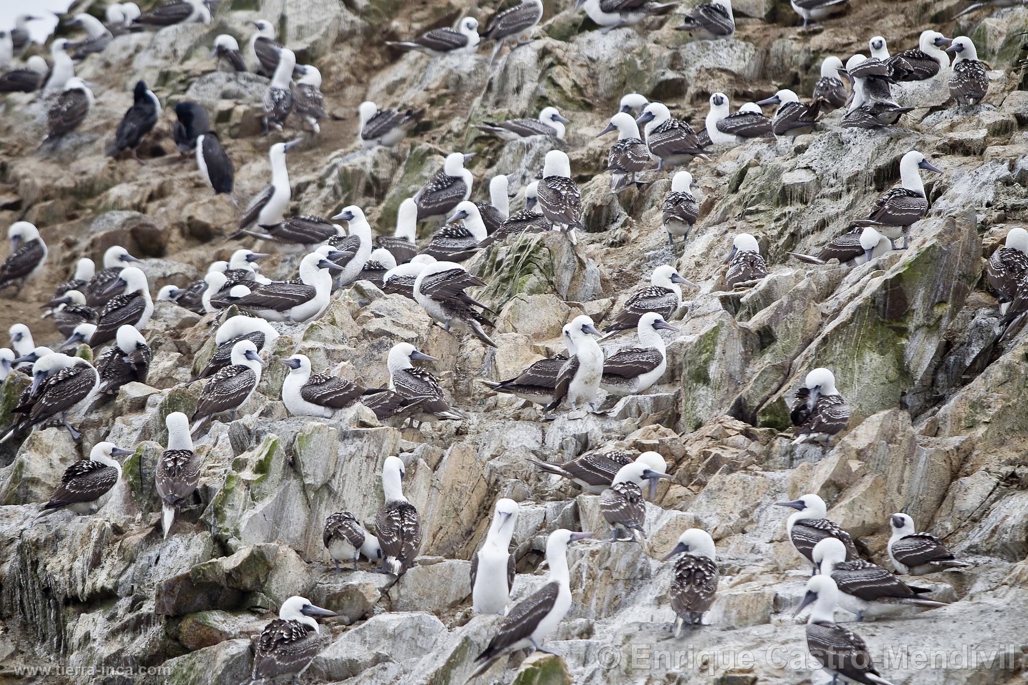 Piqueros peruanos en la reserva nacional de Paracas