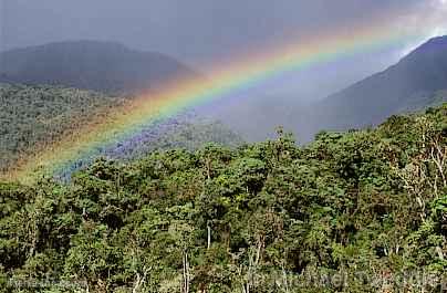 Selva de San Martn