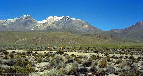 Vicuas en la pampa, Colca